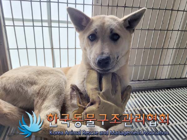 한국동물구조관리협회_411324202400060