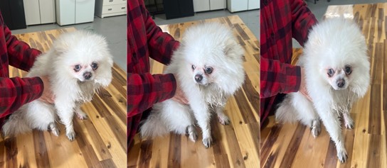보호중 포메라니안의…
