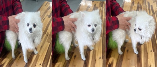 부산동물보호센터_426325202400031