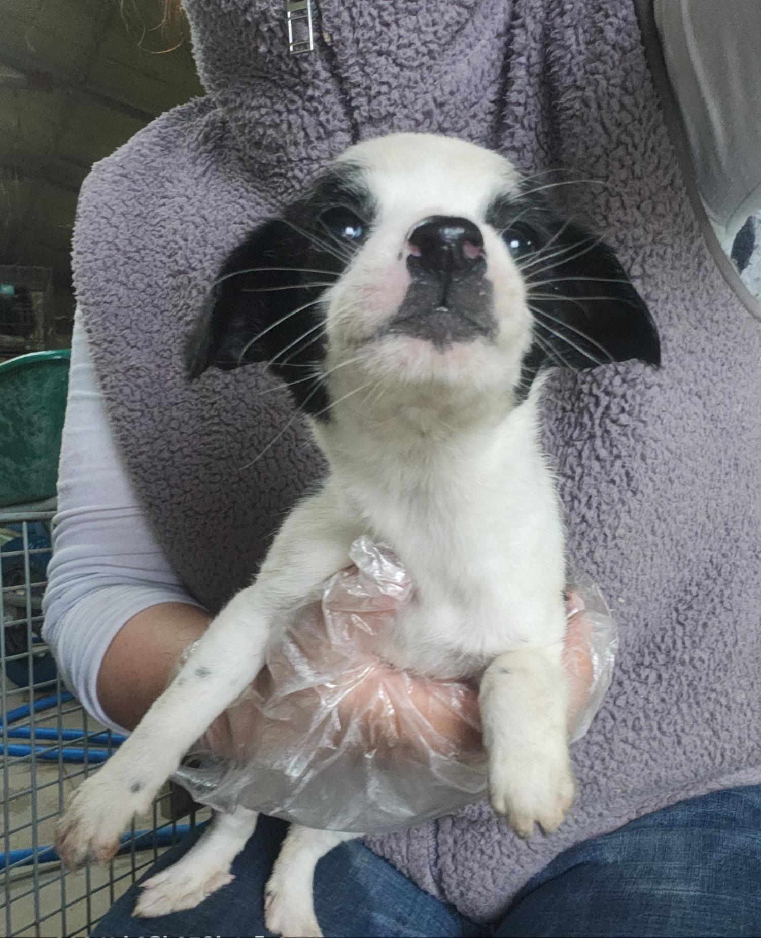 울산유기동물보호센터_431373202400257