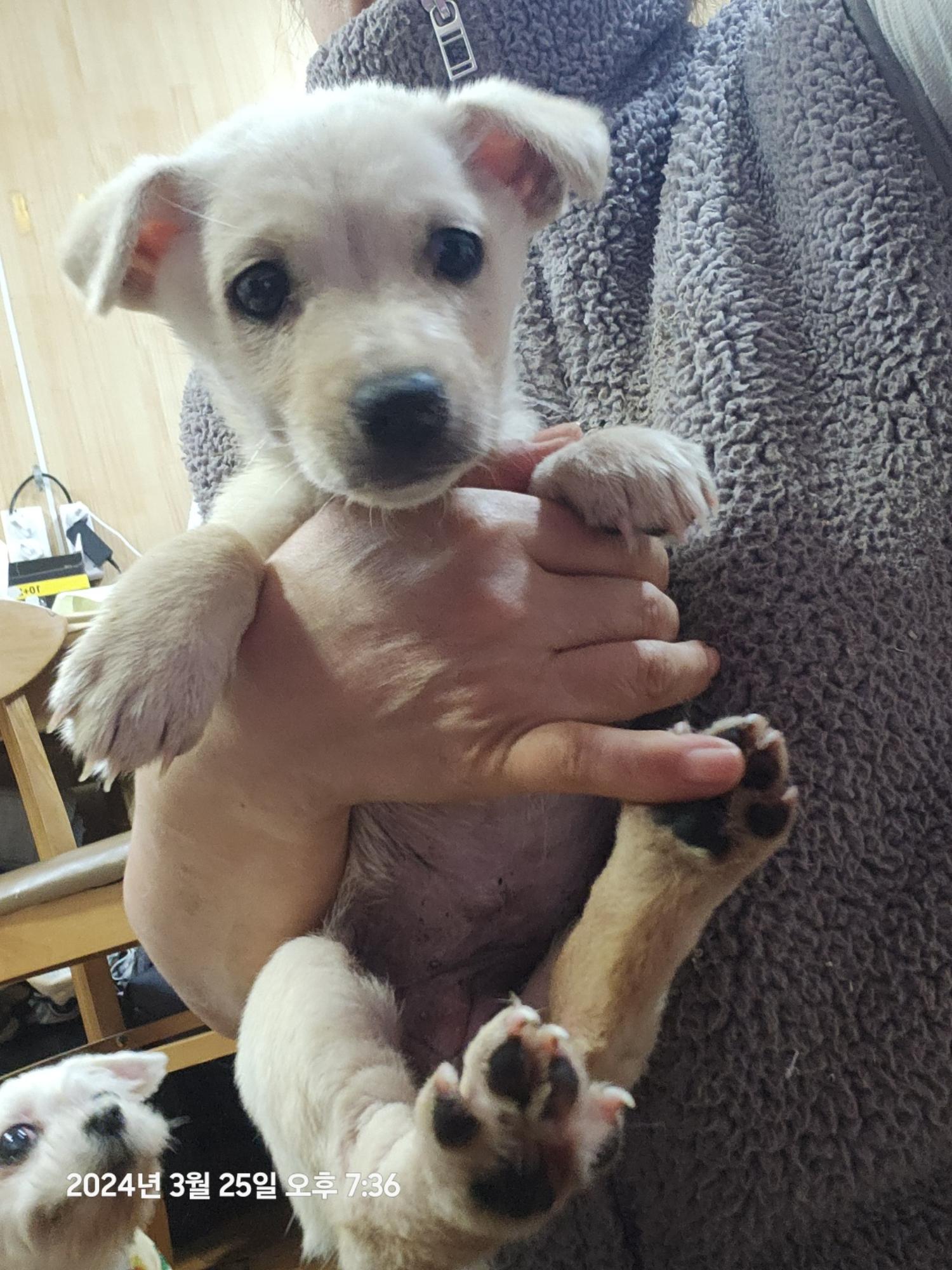 울산유기동물보호센터_431372202400075