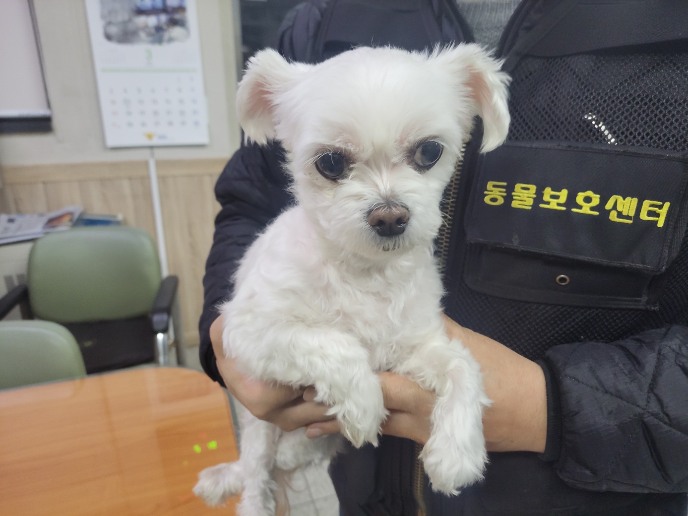 고양시동물보호센터_441394202400489