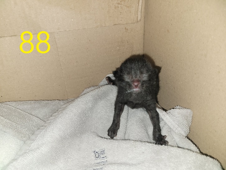 신영재동물병원_428355202400097