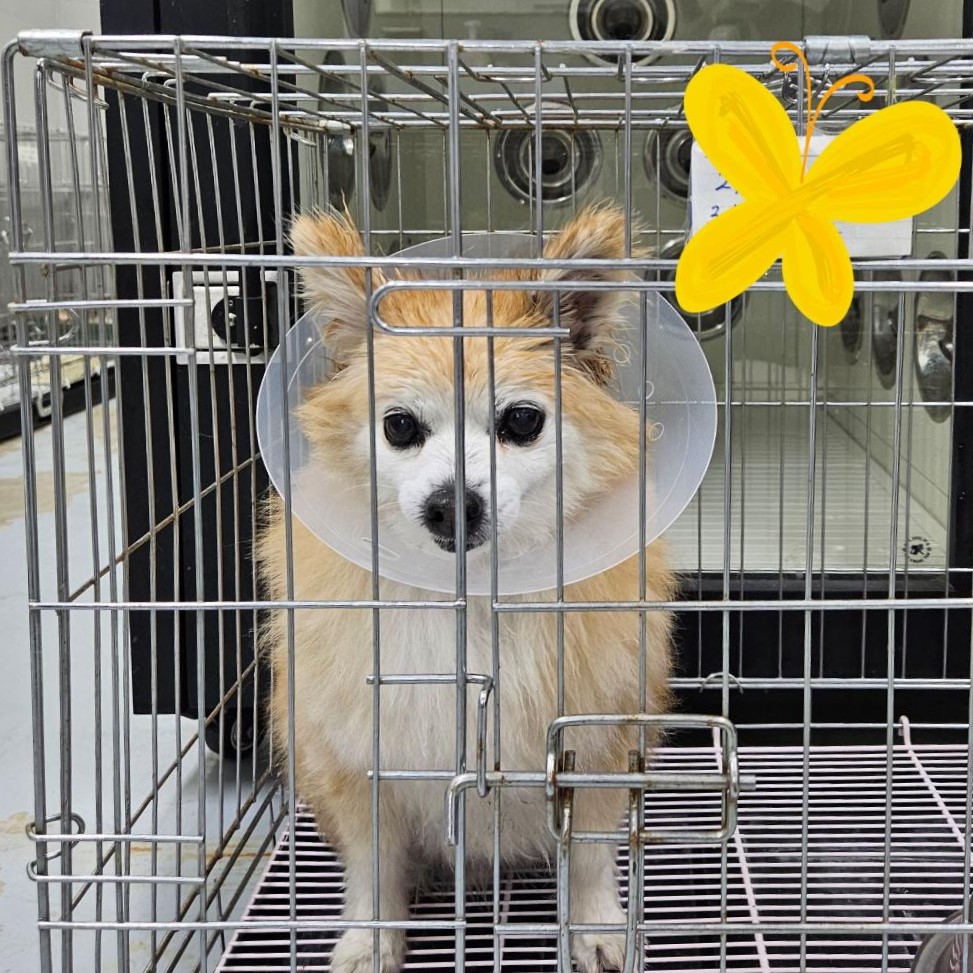 통영시동물보호센터_448533202400162