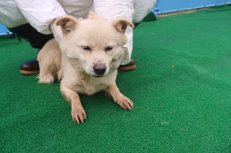 제주 동물보호센터_450650202400911