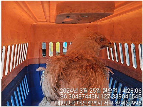 종료(입양) 닭의 …