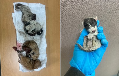 보호중 한국 고양이…