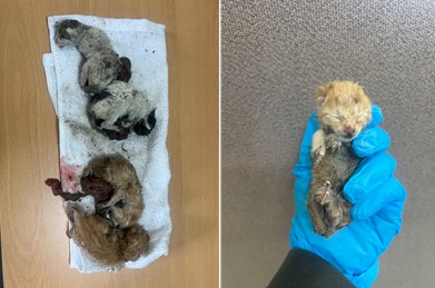 보호중 한국 고양이…