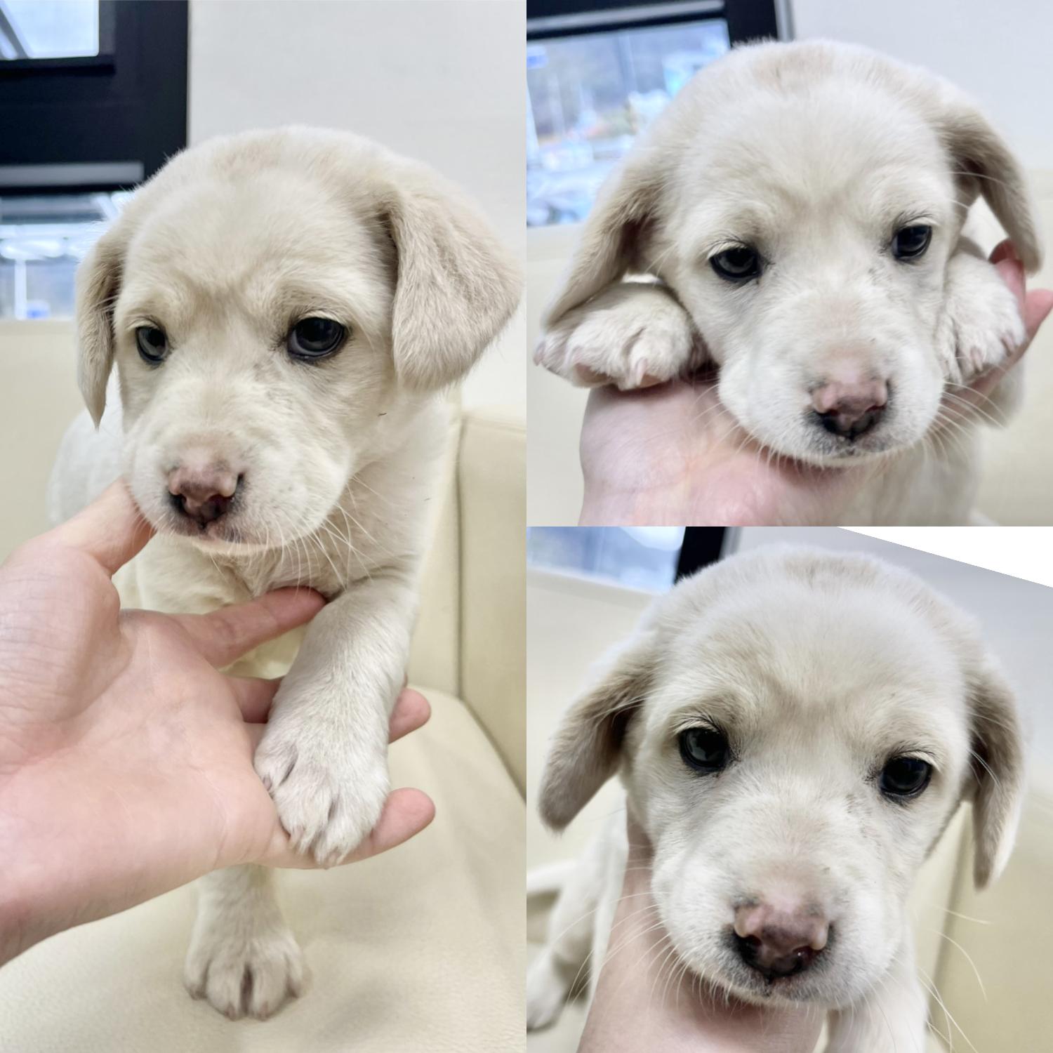 경주동물사랑보호센터_447505202400245
