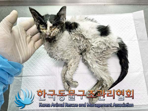 한국동물구조관리협회_411306202400192