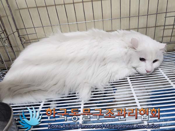 종료(입양) 터키시…
