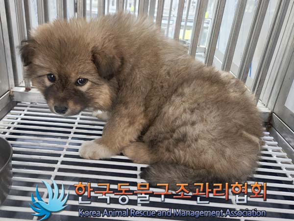 한국동물구조관리협회_441414202400147
