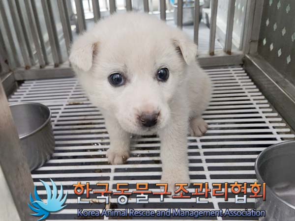 한국동물구조관리협회_441409202400334
