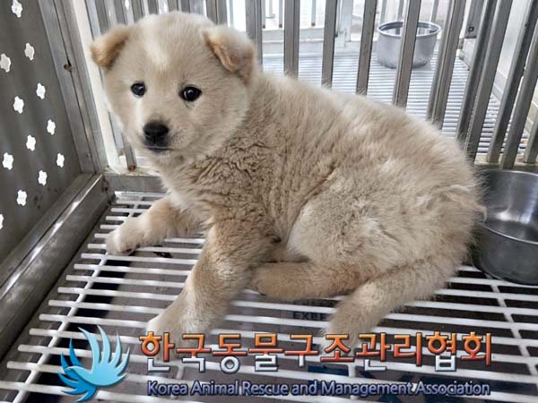 종료(안락사) 믹스…