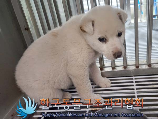 한국동물구조관리협회_441409202400333