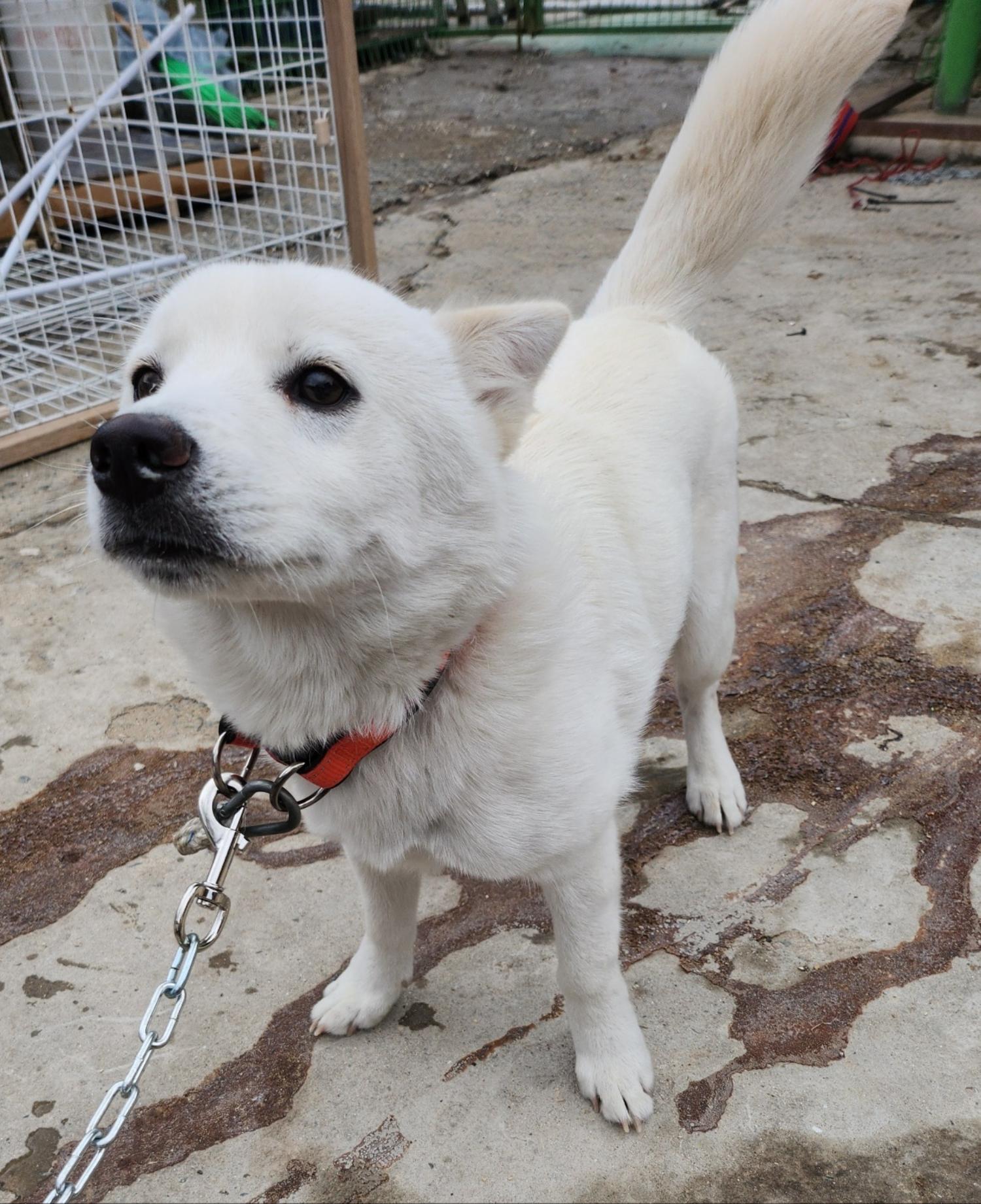 울산유기동물보호센터_431369202400082