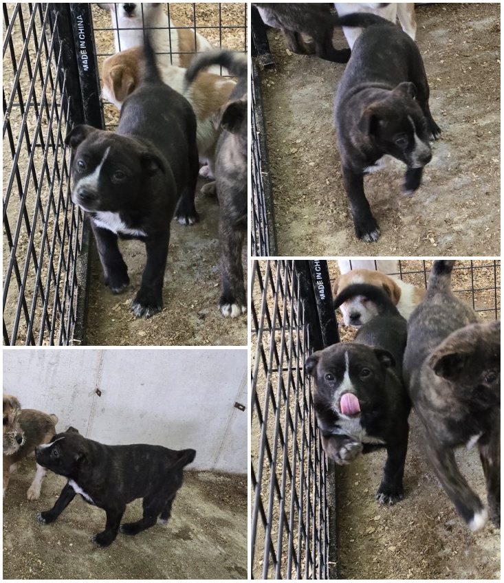 무안군유기동물보호소_446495202400141
