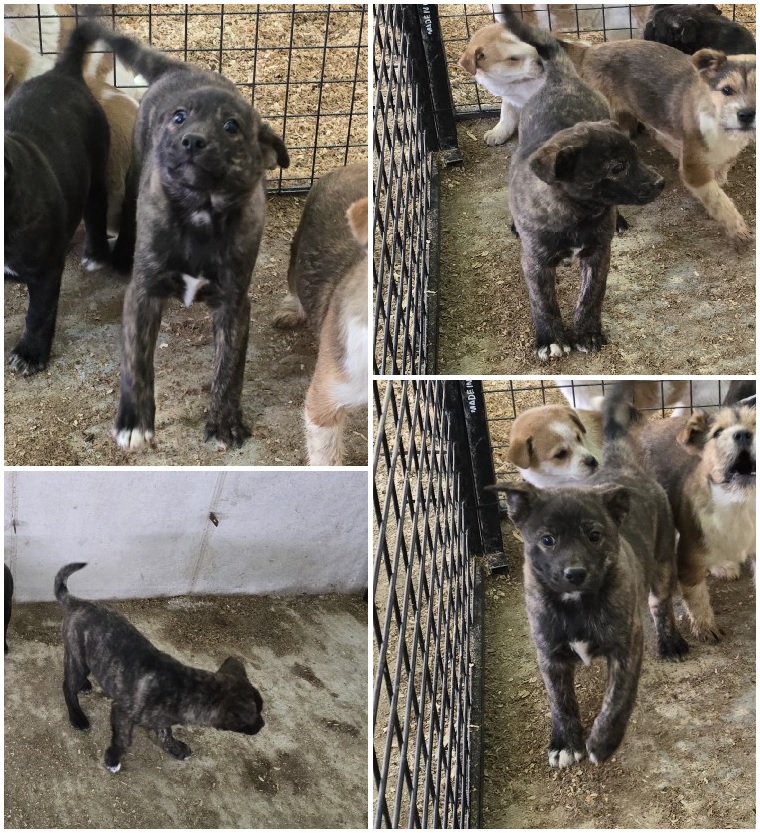 무안군유기동물보호소_446495202400140