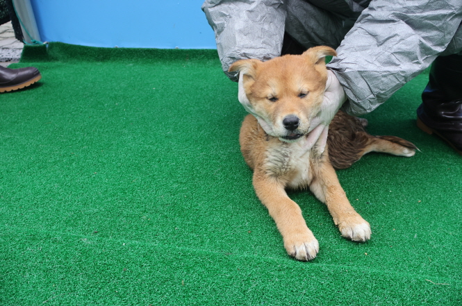 제주 동물보호센터_450650202400925