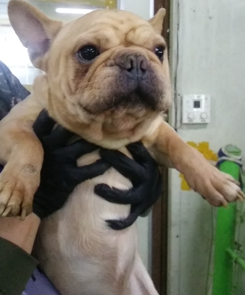 종료(입양) 프렌치…