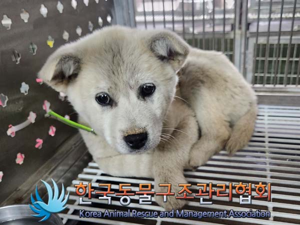 한국동물구조관리협회_441560202400287