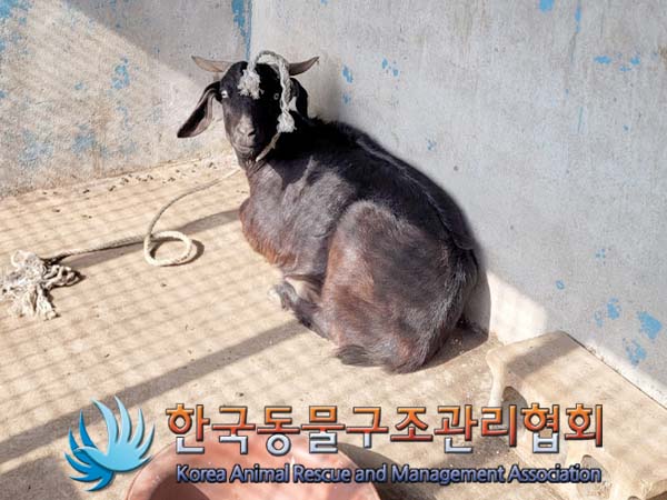 종료(입양) 흑염소…