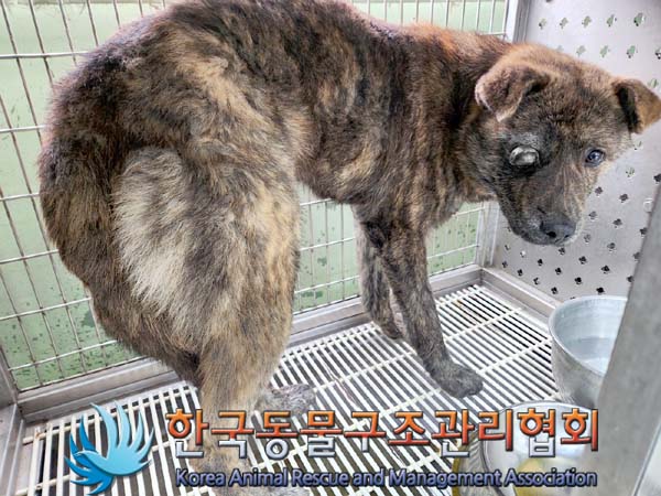 종료(입양) 믹스견…