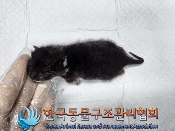 한국동물구조관리협회_411310202400049
