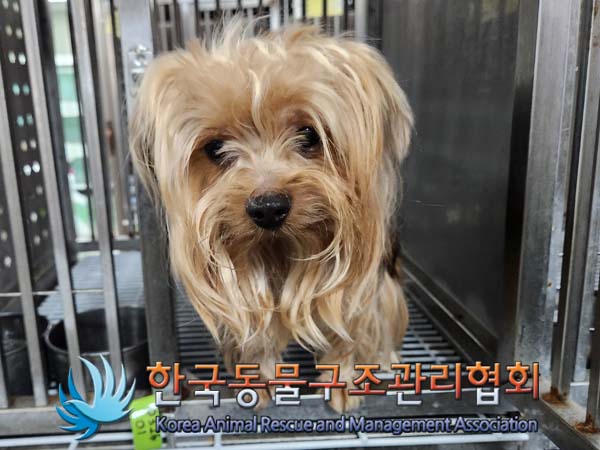 종료(반환) 요크셔…