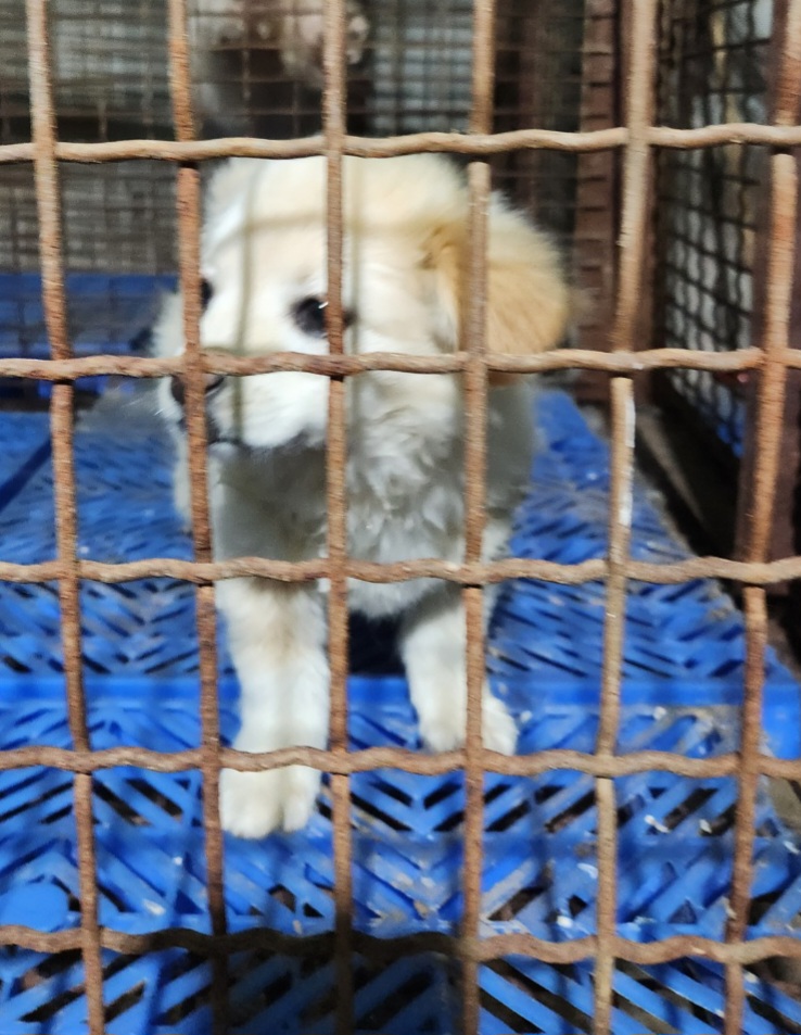 남해군유기동물보호소_448543202400074