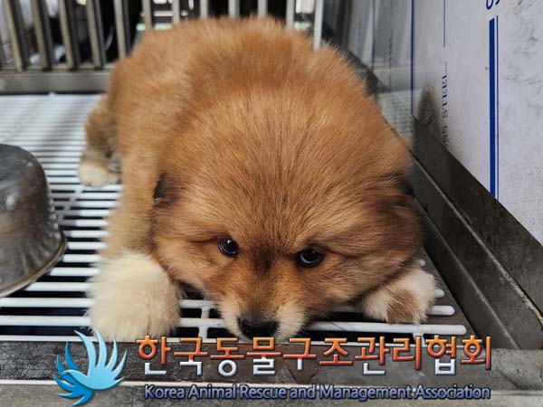 보호중 믹스견의 가…