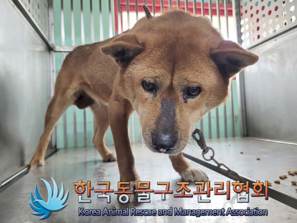 한국동물구조관리협회_441392202400052