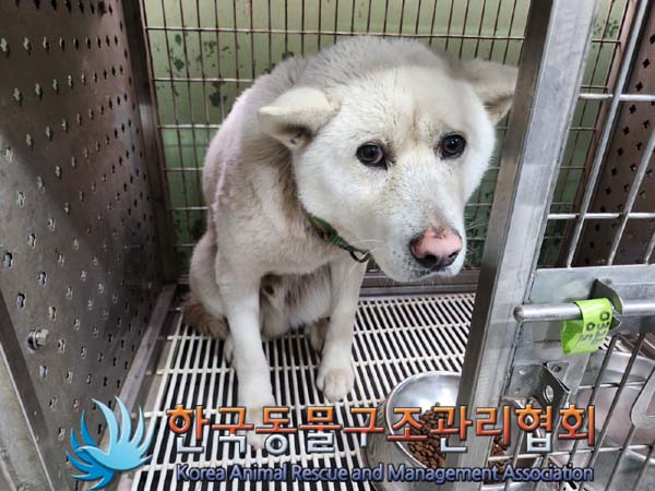 한국동물구조관리협회_441559202400168