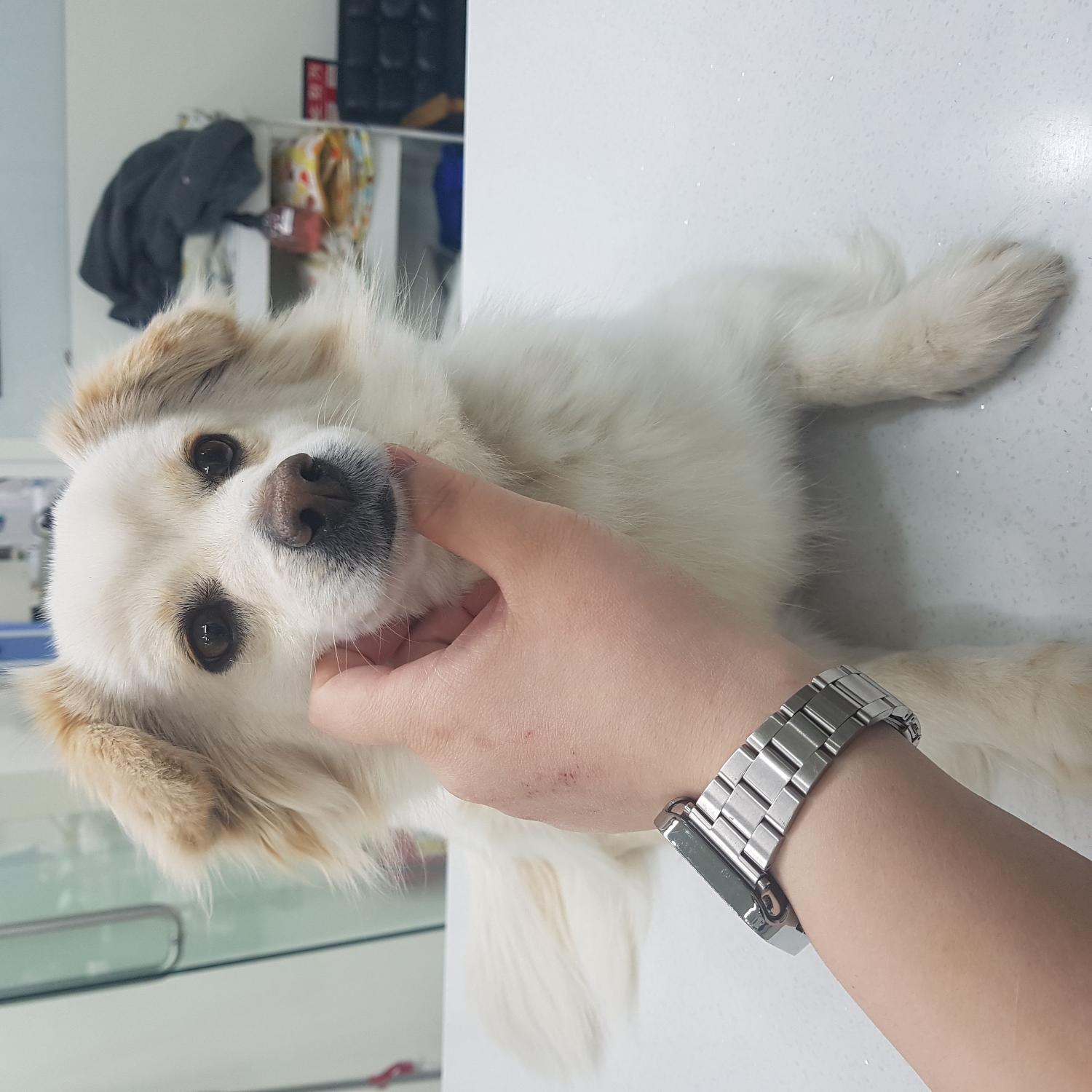 종료(반환) 믹스견…