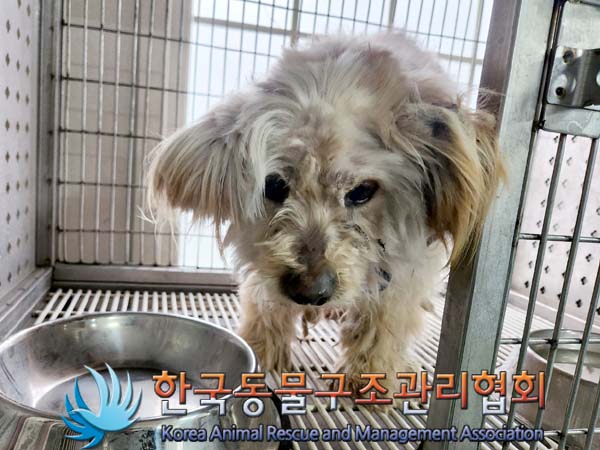 한국동물구조관리협회_441559202400167