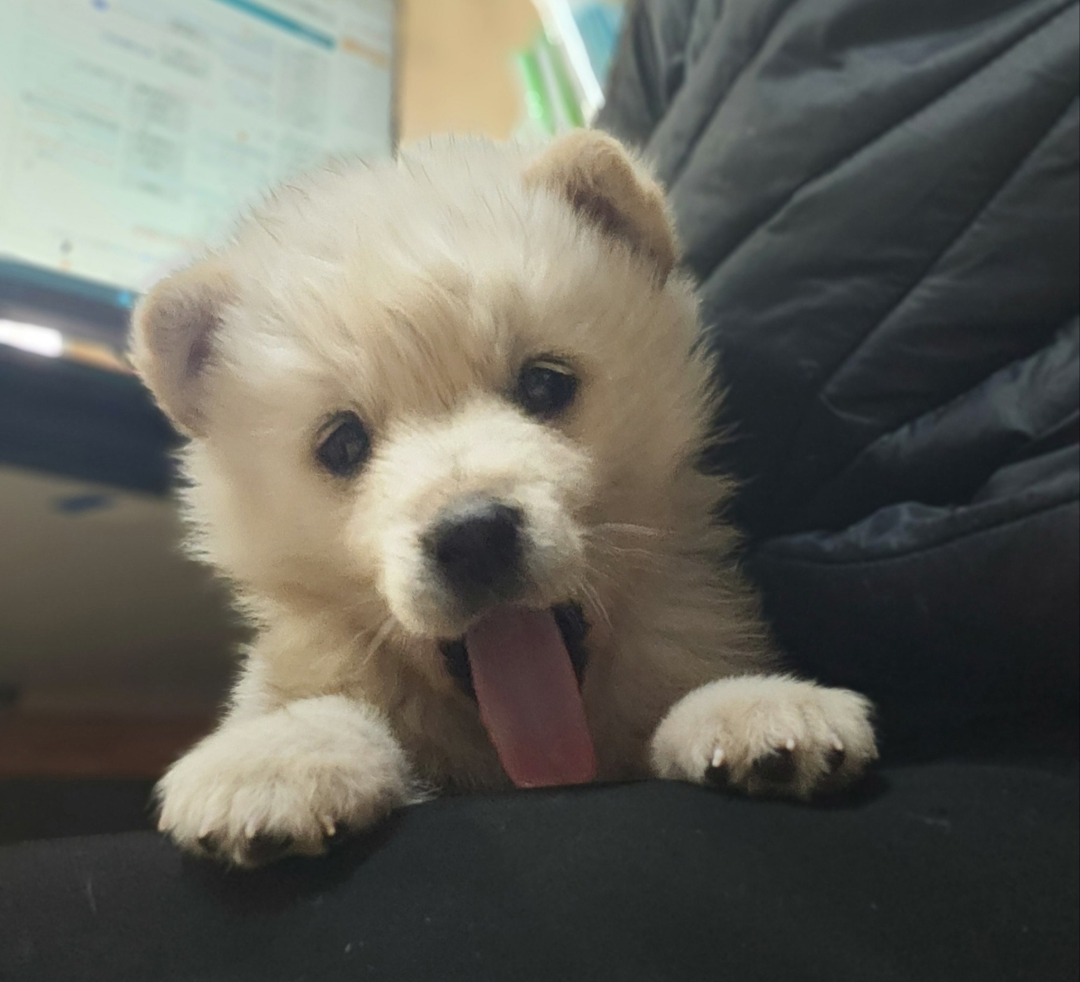 울산유기동물보호센터_431373202400277