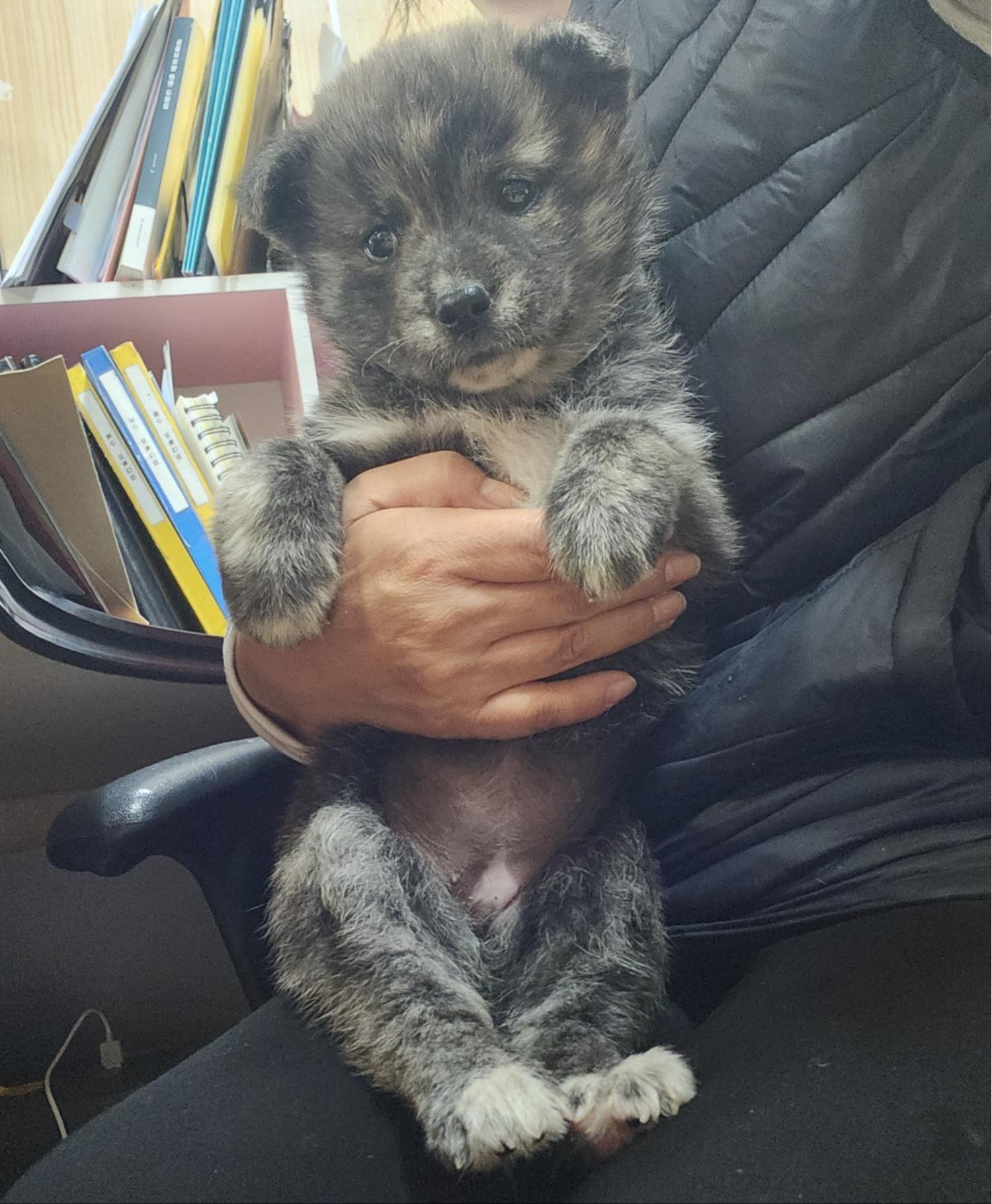 울산유기동물보호센터_431373202400284