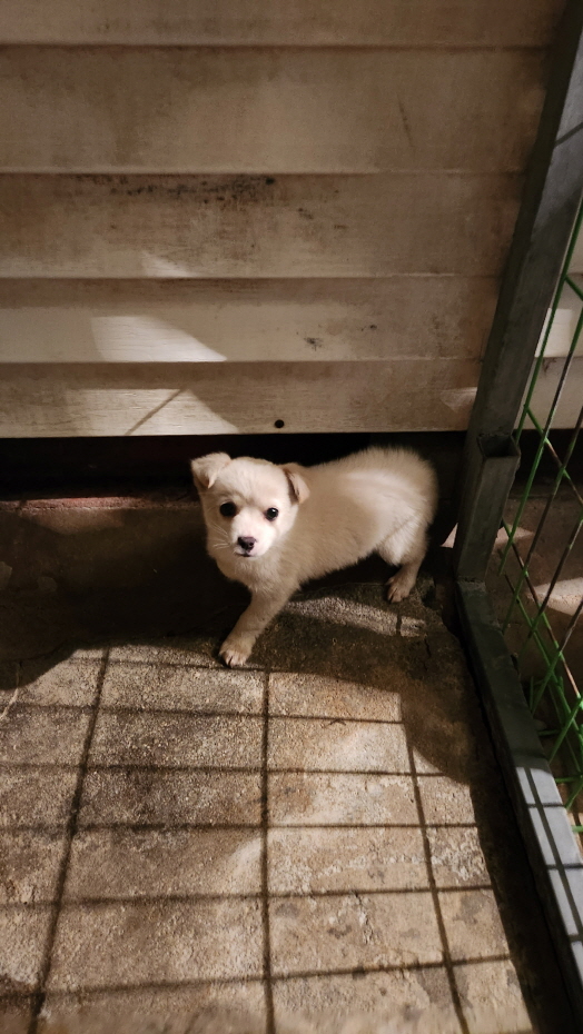 익산유기동물보호소_445468202400759