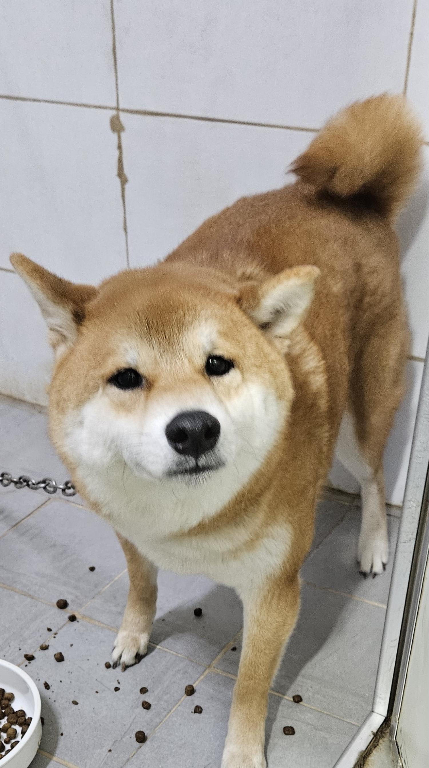 대구유기동물보호협회_427344202400076
