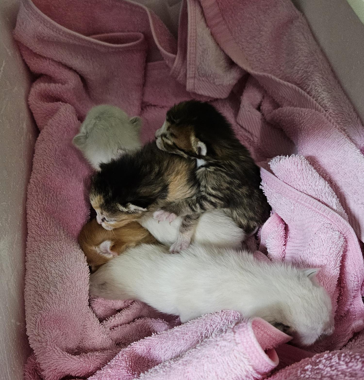 대구유기동물보호협회_427347202400203