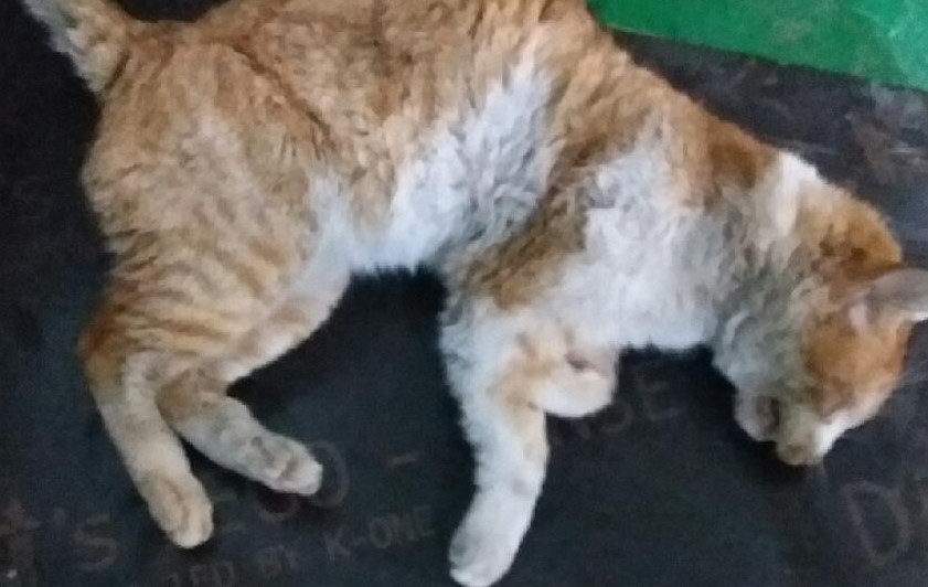 대구유기동물보호협회_427345202400125