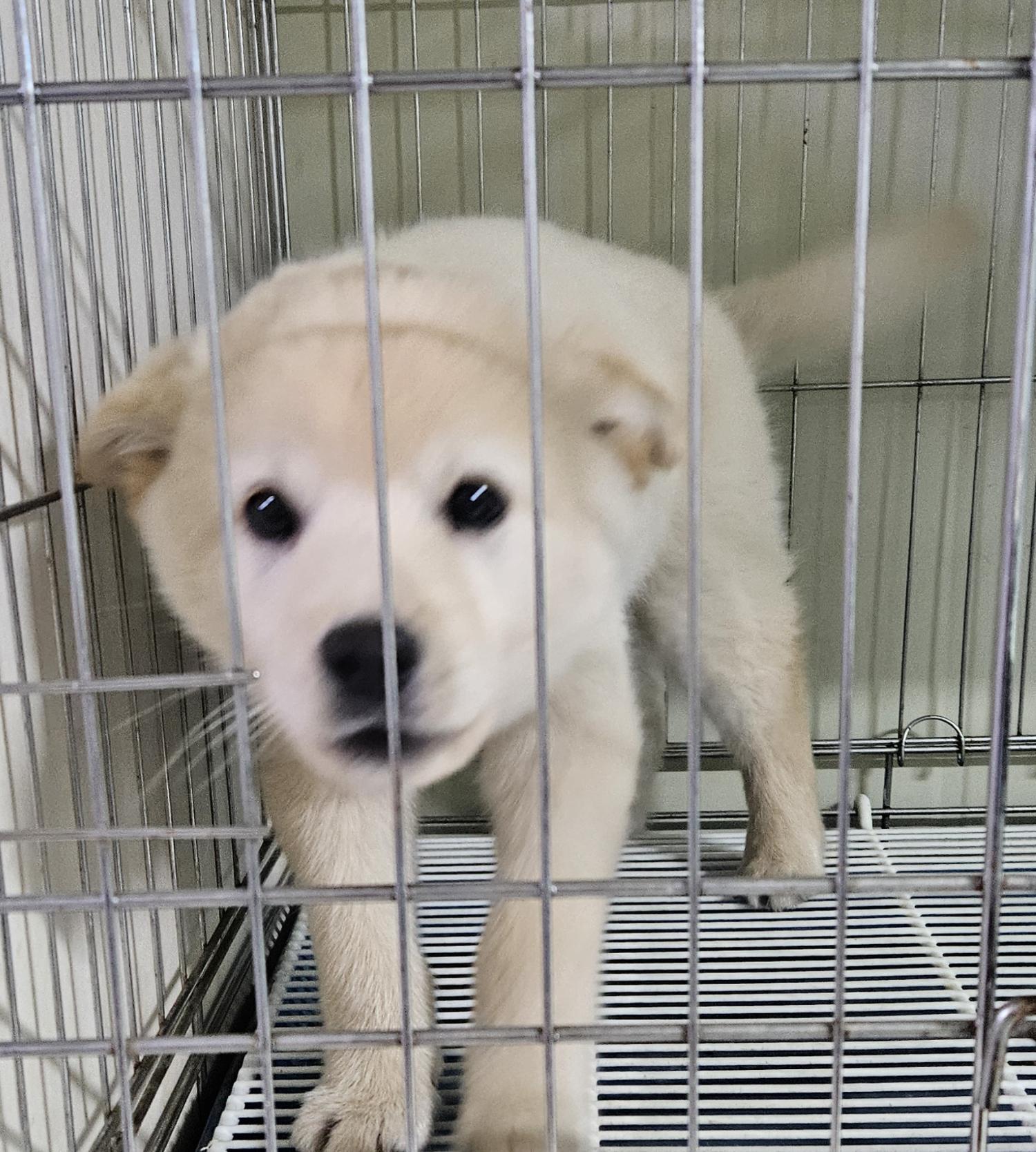 대구유기동물보호협회_427347202400202