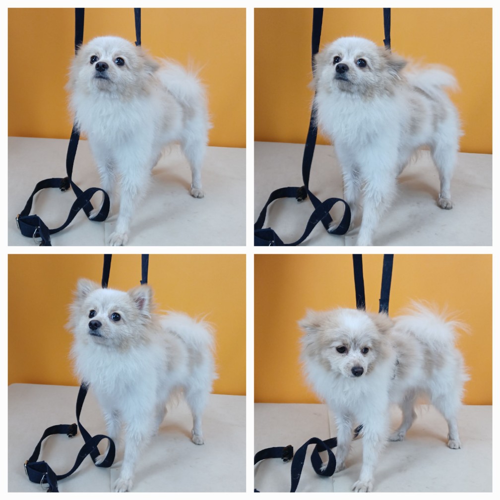 천안시 동물보호센터_444449202400423