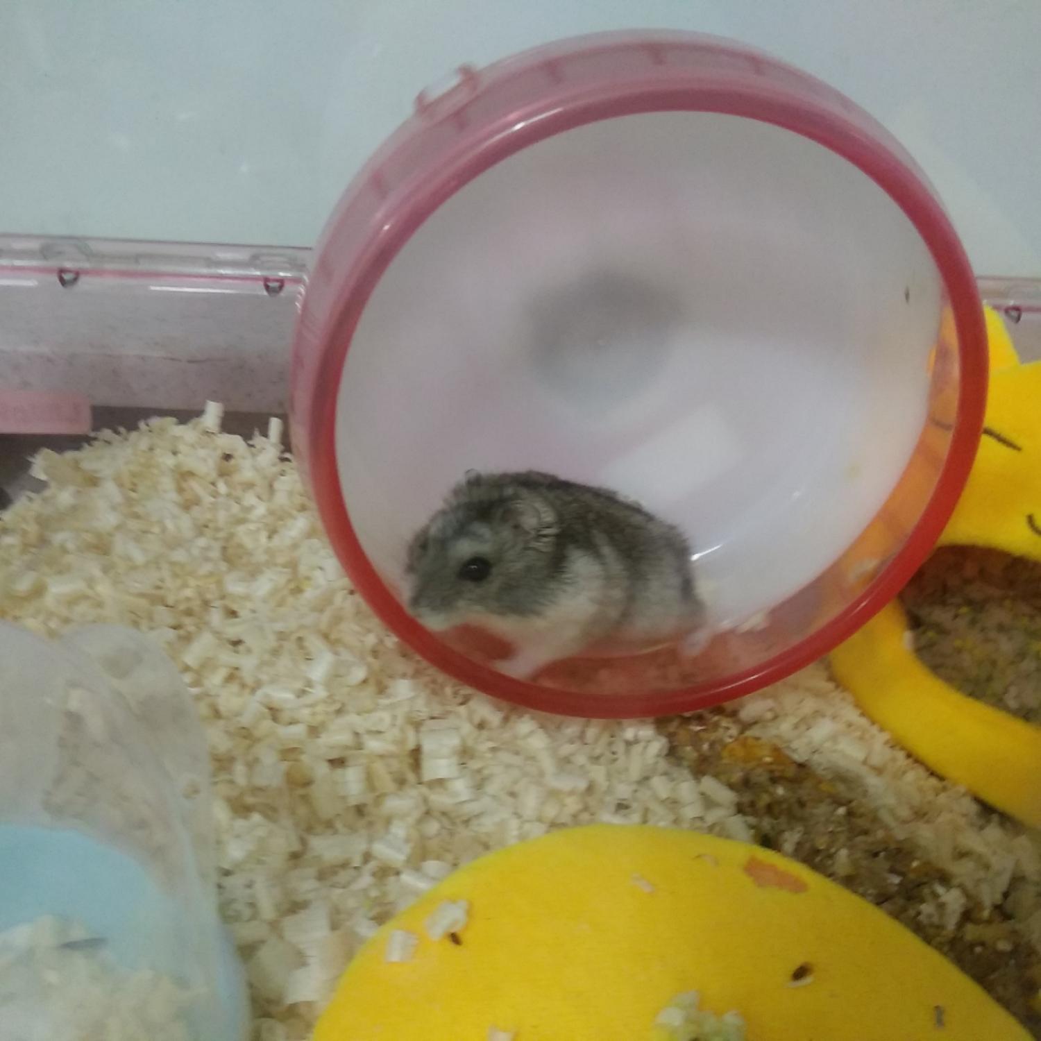 종료(입양) 햄스터…