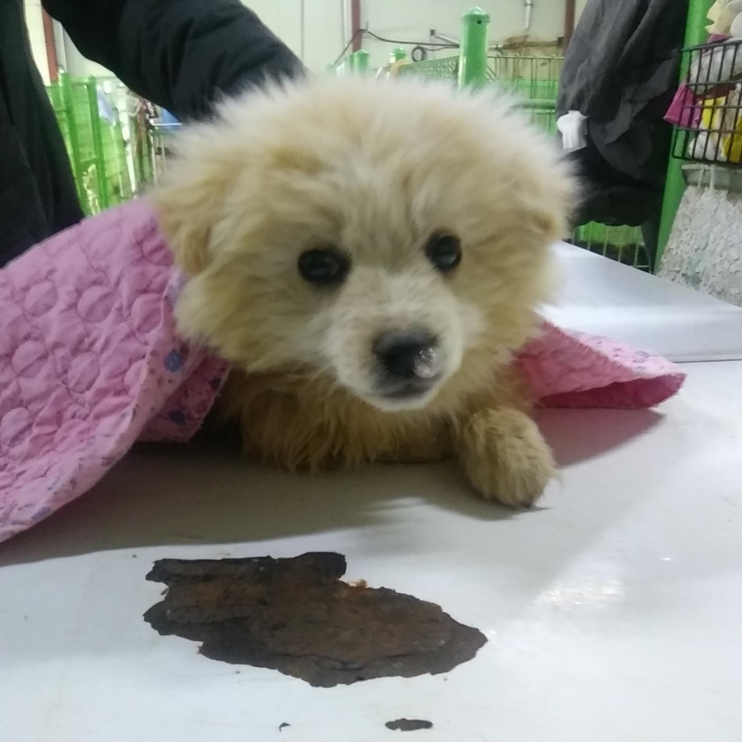 인천수의사회유기동물_428358202400049