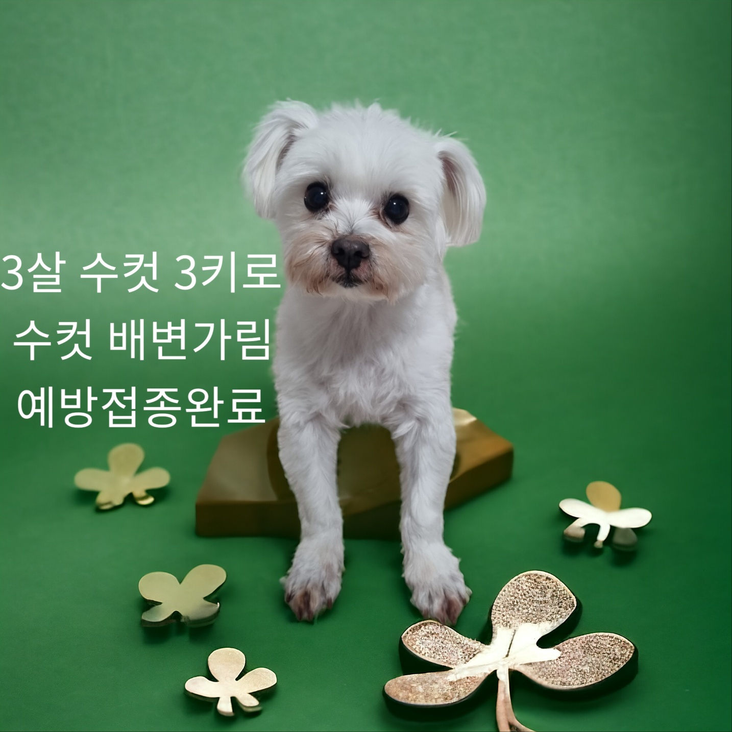 성주유기동물보호센터_447521202400139