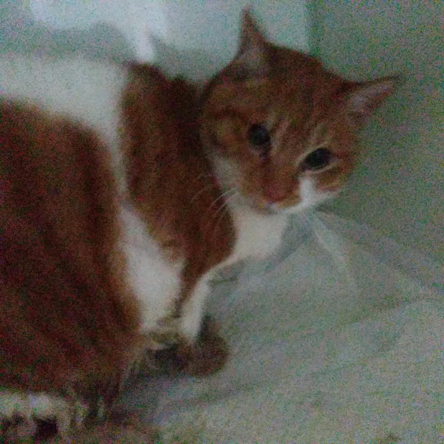 보호중 한국 고양이…
