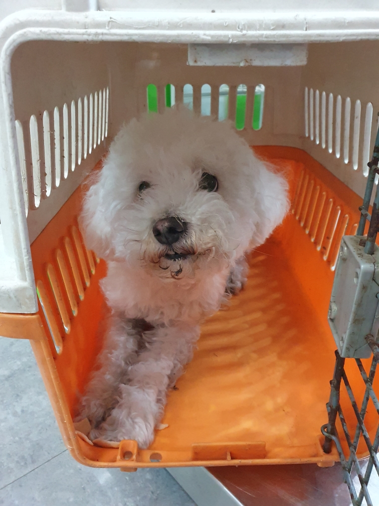 펫앤쉘터동물병원_441378202400162