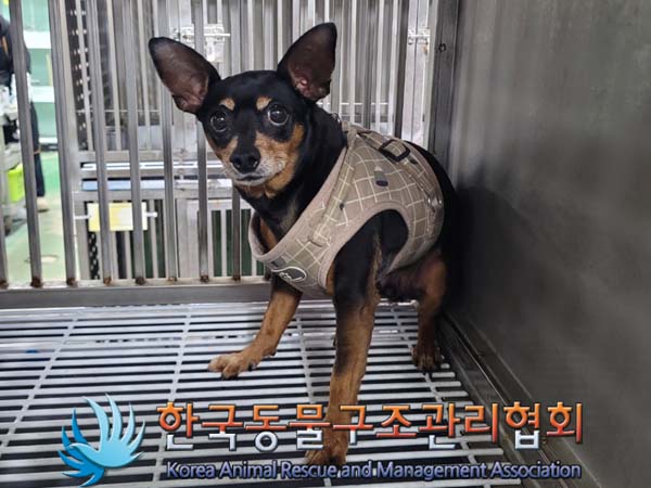 종료(안락사) 미니…