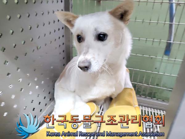 한국동물구조관리협회_441560202400291